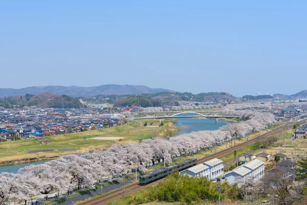 Fiori di ciliegio, Shiroishigawa tsutsumi sembonzakura — Foto Stock