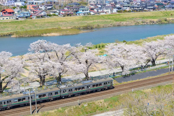 Fiori di ciliegio, Shiroishigawa tsutsumi sembonzakura — Foto Stock