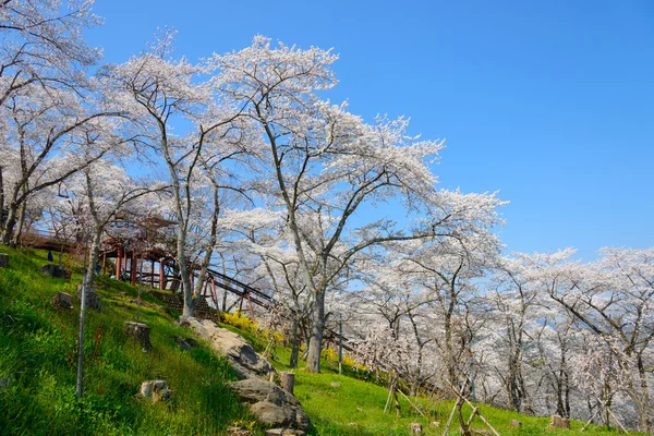 Flores de cerejeira, Funaoka Castle Park — Fotografia de Stock