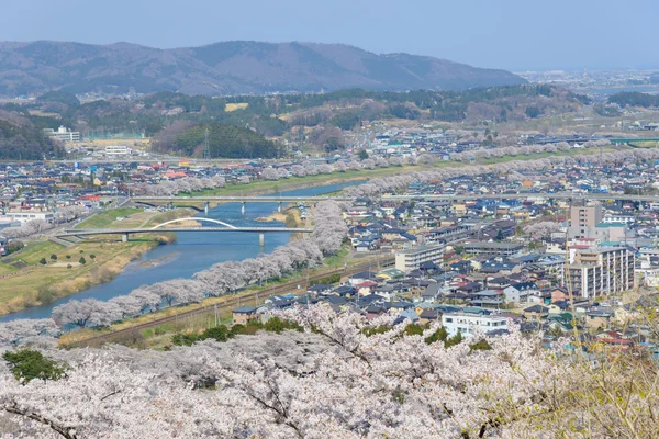 Flores de cerejeira, Funaoka Castle Park — Fotografia de Stock