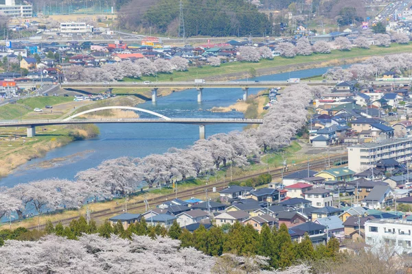 Fleurs de cerisier, Funaoka Castle Park — Photo