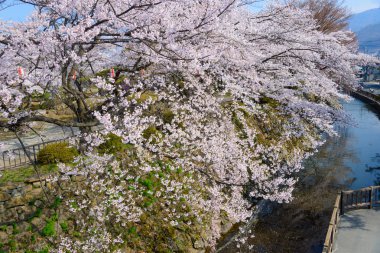 Takashima Park'ta kiraz çiçekleri