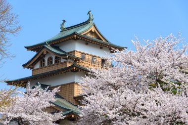 Kiraz çiçekleri ve Takashima Kalesi