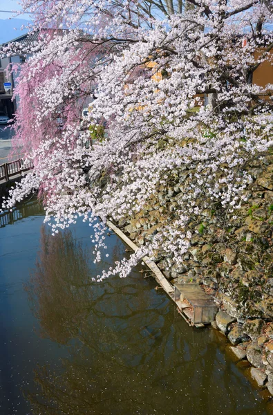 Cherry blossoms at the Takashima Park — Stock Photo, Image