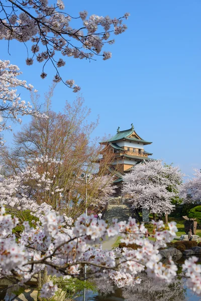 Les fleurs de cerisier et le château de Takashima — Photo