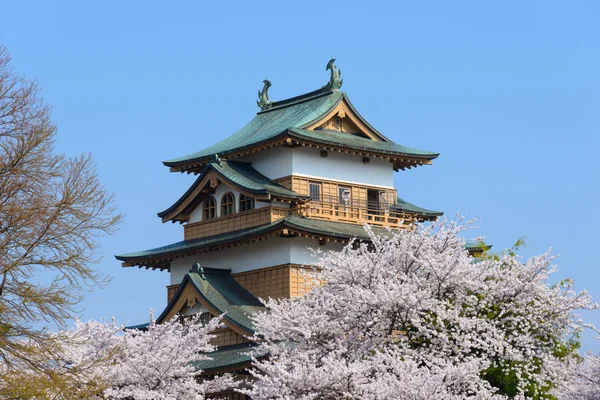 Kersenbloesem en het kasteel Takashima — Stockfoto
