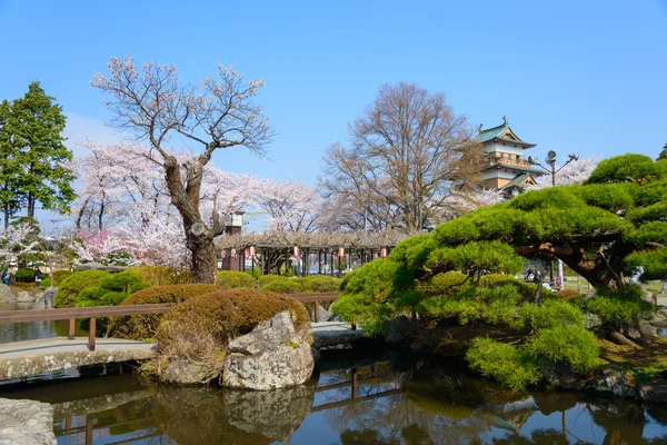 Kirschblüten und das Takashima-Schloss — Stockfoto