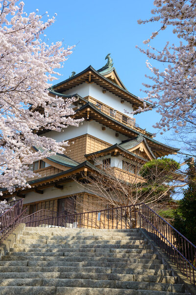 Цветение сакуры и замок Такасима

