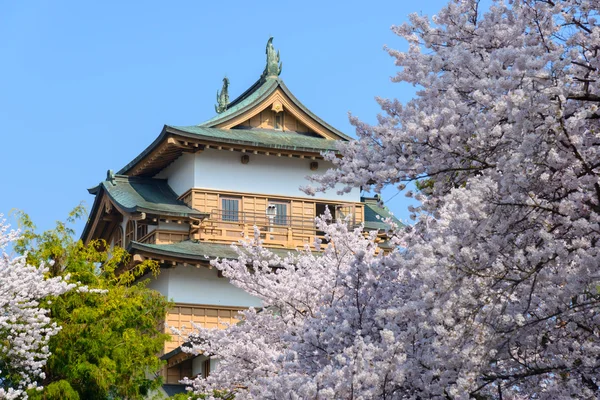 Kersenbloesem en het kasteel Takashima — Stockfoto