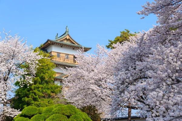 Les fleurs de cerisier et le château de Takashima — Photo