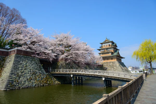Άνθη κερασιάς και η κάστρο Takashima — Φωτογραφία Αρχείου