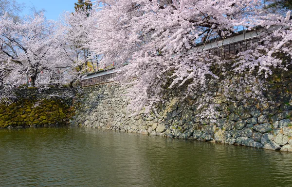 Flores de cerezo en el Parque Takashima — Foto de Stock