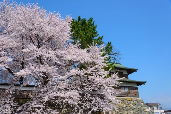 Flores de cerezo en el Parque Takashima — Foto de Stock