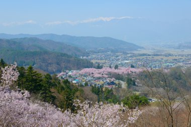 Kiraz çiçekleri ve Mountans