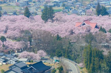 Kiraz çiçekleri ve Mountans