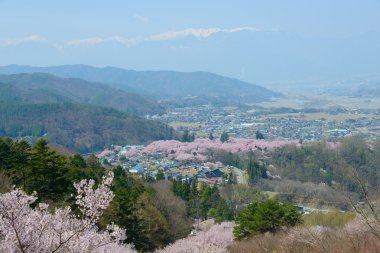 Kiraz çiçekleri ve Mountans