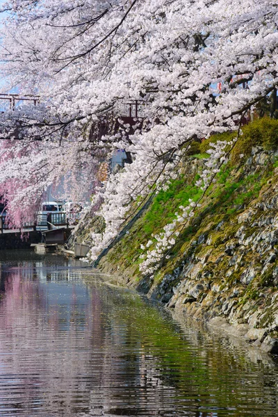 Cherry blossoms at the Takashima Park — Stock Photo, Image