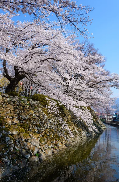 Takashima Park'ta kiraz çiçekleri — Stok fotoğraf