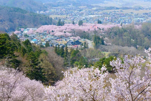 Kirschblüten und Berge — Stockfoto