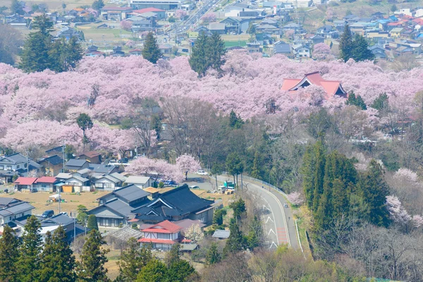 桜と Mountans — ストック写真