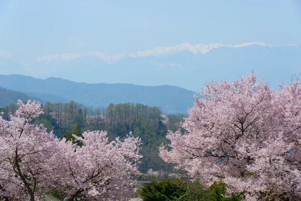 Fiori di ciliegio e montagne — Foto Stock