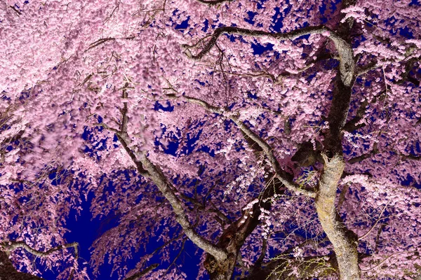 Fiori di ciliegio — Foto Stock