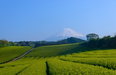 Mt.Fuji ve çay plantasyon