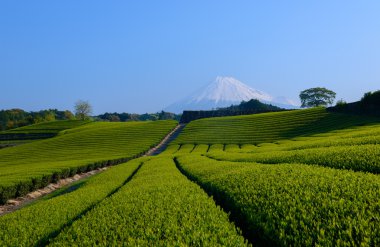 Mt.Fuji and Tea plantation clipart