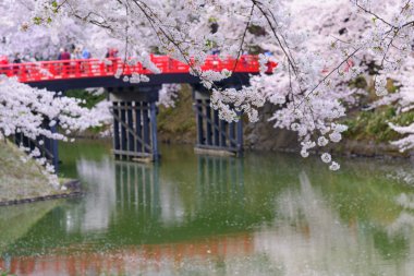 Hirosaki Park'ta kiraz çiçekleri