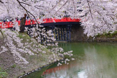 Hirosaki Park'ta kiraz çiçekleri