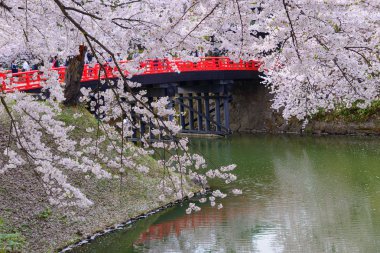 Cherry blossoms at Hirosaki Park clipart
