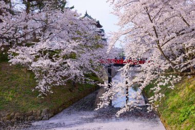 Hirosaki Park'ta kiraz çiçekleri