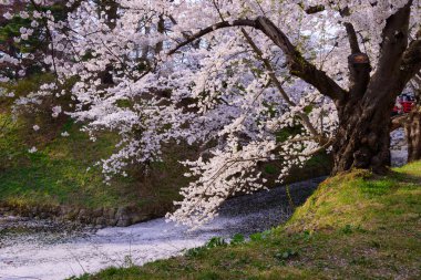 Hirosaki Park'ta kiraz çiçekleri