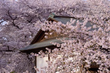 Hirosaki Park'ta kiraz çiçekleri