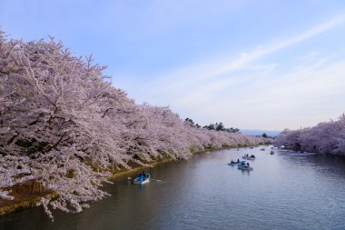 Hirosaki Park'ta kiraz çiçekleri