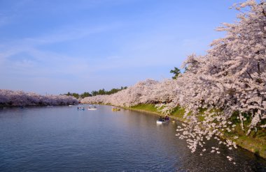 Hirosaki Park'ta kiraz çiçekleri
