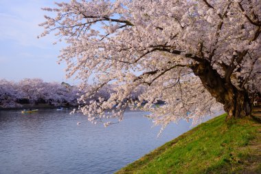 Hirosaki Park'ta kiraz çiçekleri