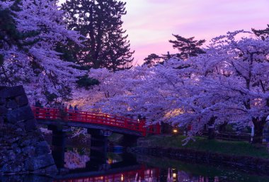 Hirosaki Park'ta kiraz çiçekleri