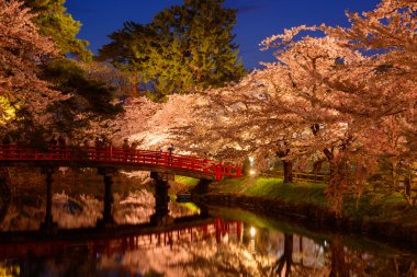 Hirosaki Park'ta kiraz çiçekleri
