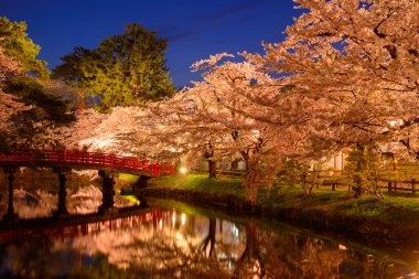 Hirosaki Park'ta kiraz çiçekleri