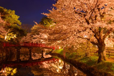 Hirosaki Park'ta kiraz çiçekleri