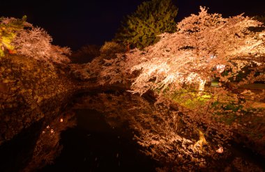 Hirosaki Park'ta kiraz çiçekleri