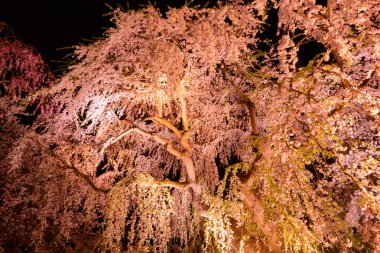 Kiraz çiçekleri ve Hirosaki Parkı