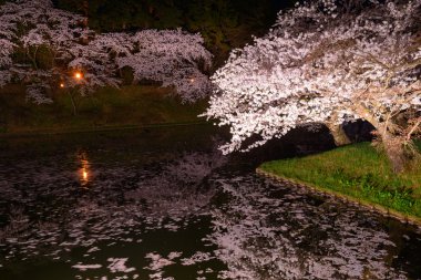 Kiraz çiçekleri ve Hirosaki Parkı