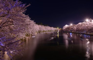Kiraz çiçekleri ve Hirosaki Parkı