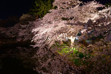 Kiraz çiçekleri ve Hirosaki Parkı