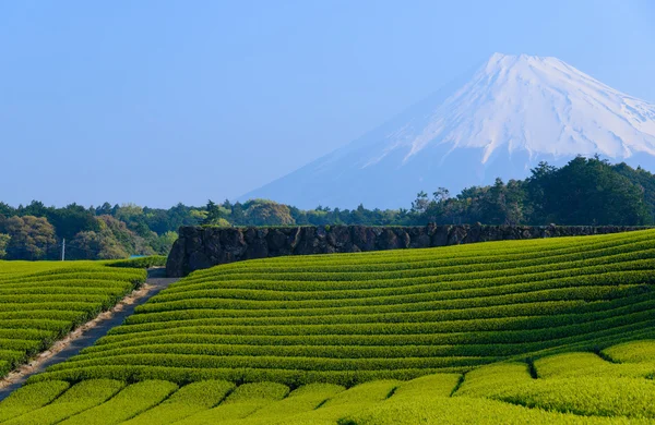 Mt.Fuji en thee plantage — Stockfoto