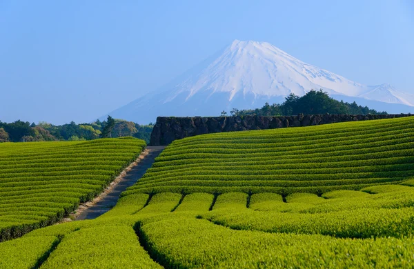 富士山和茶种植园 — 图库照片