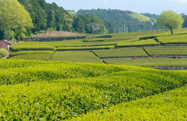 Tea plantation — Stock Photo, Image