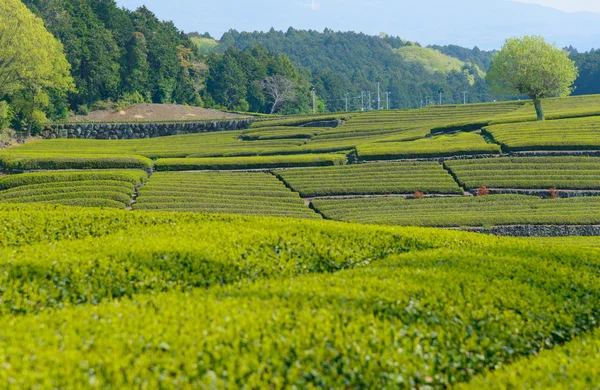 Tea plantation — Stock Photo, Image